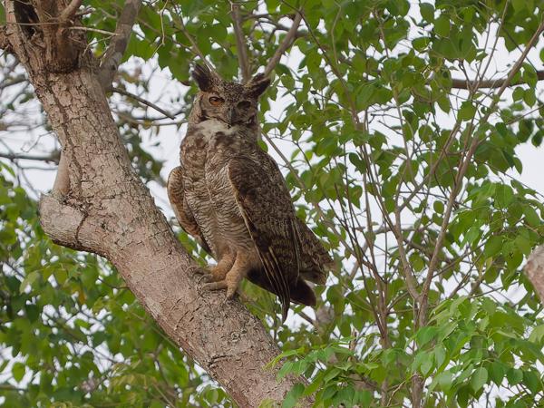 Amerikaanse oehoe (Bubo virginianus)